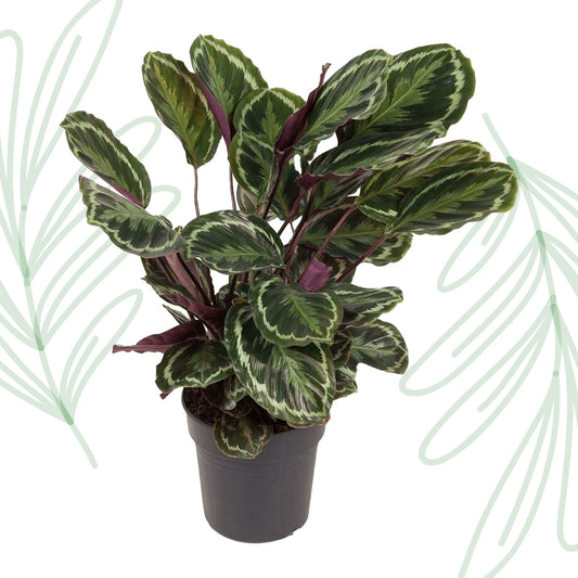 Calathea Medallion - 80 cm - Forestbloom