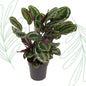 Calathea Medallion - 80 cm - Forestbloom