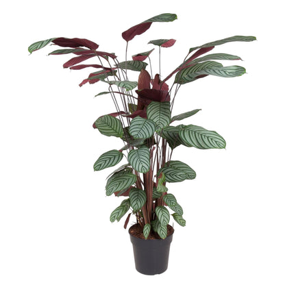 Calathea Oppenheimiana - 130 cm - Forestbloom