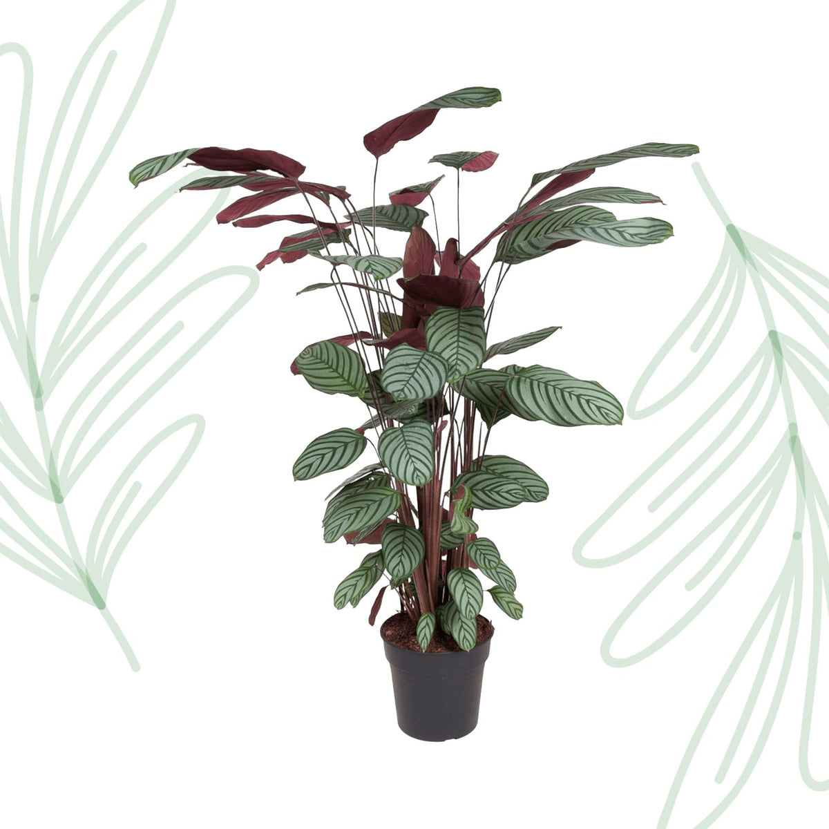 Calathea Oppenheimiana - 130 cm - Forestbloom
