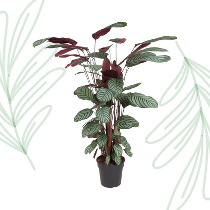 Calathea Oppenheimiana - 130 cm - Forestbloom