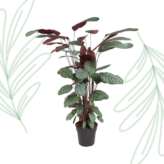 Calathea Oppenheimiana - 130 cm - Forestbloom