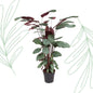 Calathea Oppenheimiana - 130 cm - Forestbloom
