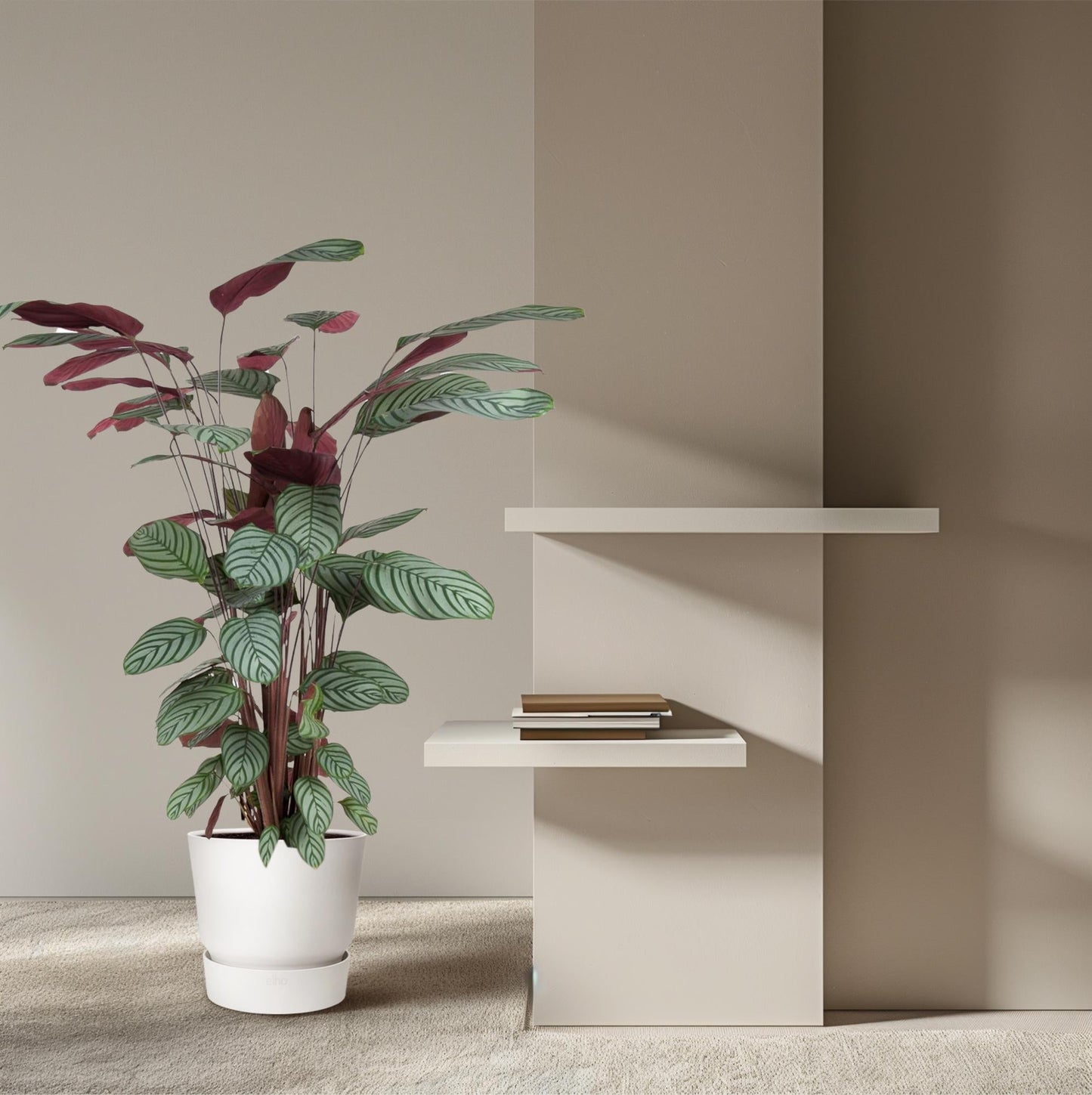 Calathea Oppenheimiana - 130 cm - Forestbloom