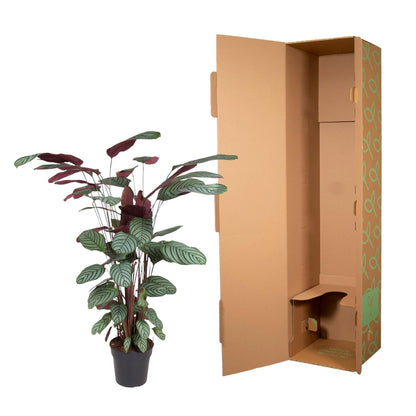 Calathea Oppenheimiana - 130 cm - Forestbloom