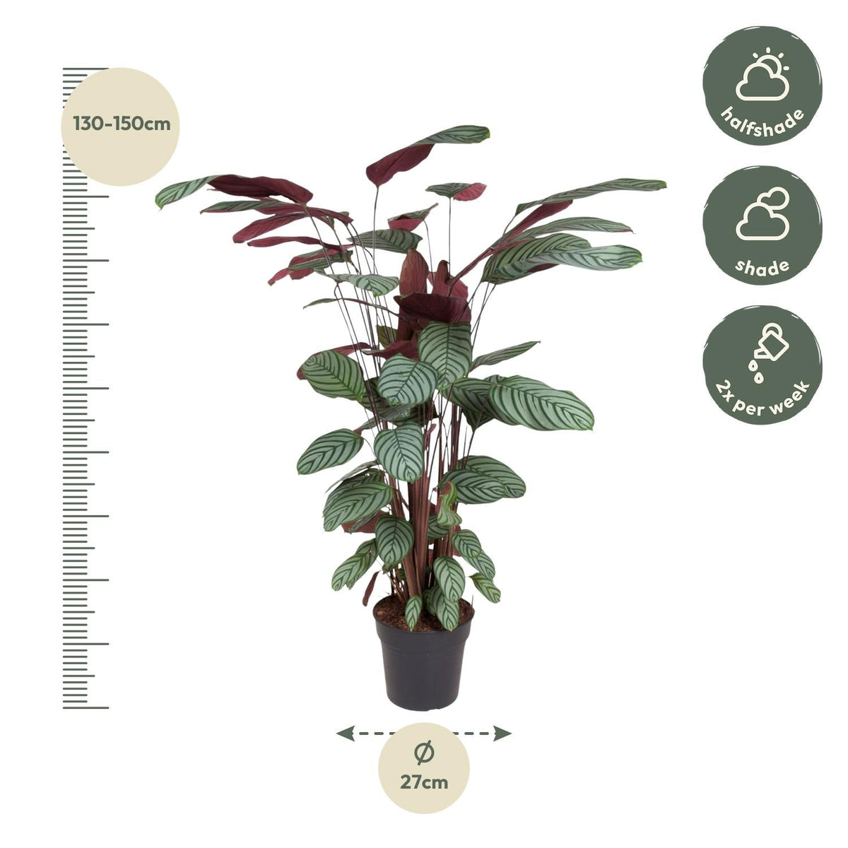 Calathea Oppenheimiana - 130 cm - Forestbloom