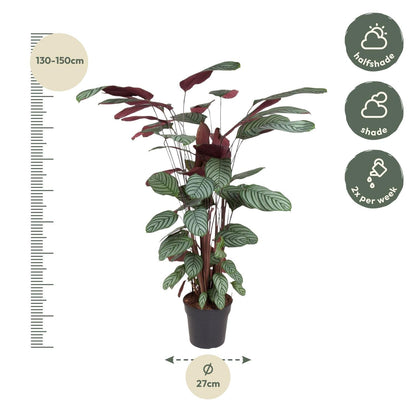 Calathea Oppenheimiana - 130 cm - Forestbloom