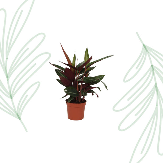 Calathea Stripestar - 40 cm - Forestbloom