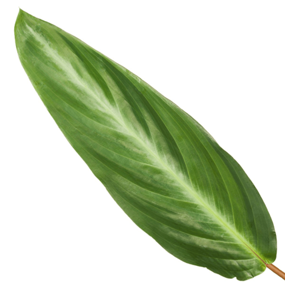 Calathea Stripestar - 40 cm - Forestbloom
