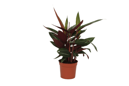 Calathea Stripestar - 40 cm - Forestbloom