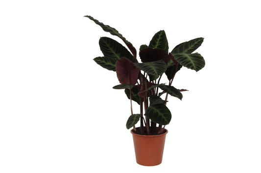 Calathea Warscewiczii - 100 cm - Forestbloom