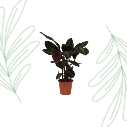 Calathea Warscewiczii - 100 cm - Forestbloom