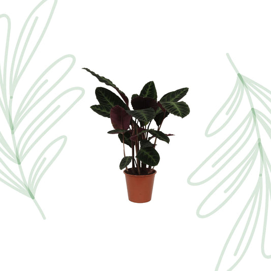 Calathea Warscewiczii - 100 cm - Forestbloom