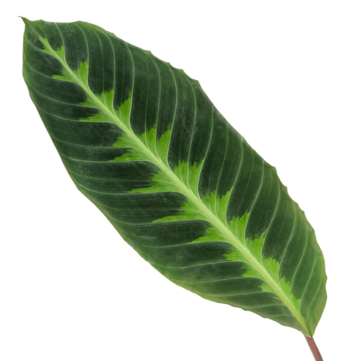 Calathea Warscewiczii - 100 cm - Forestbloom