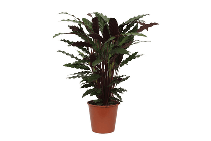 Calathea Wavestar - 80 cm - Forestbloom