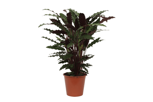 Calathea Wavestar - 80 cm - Forestbloom