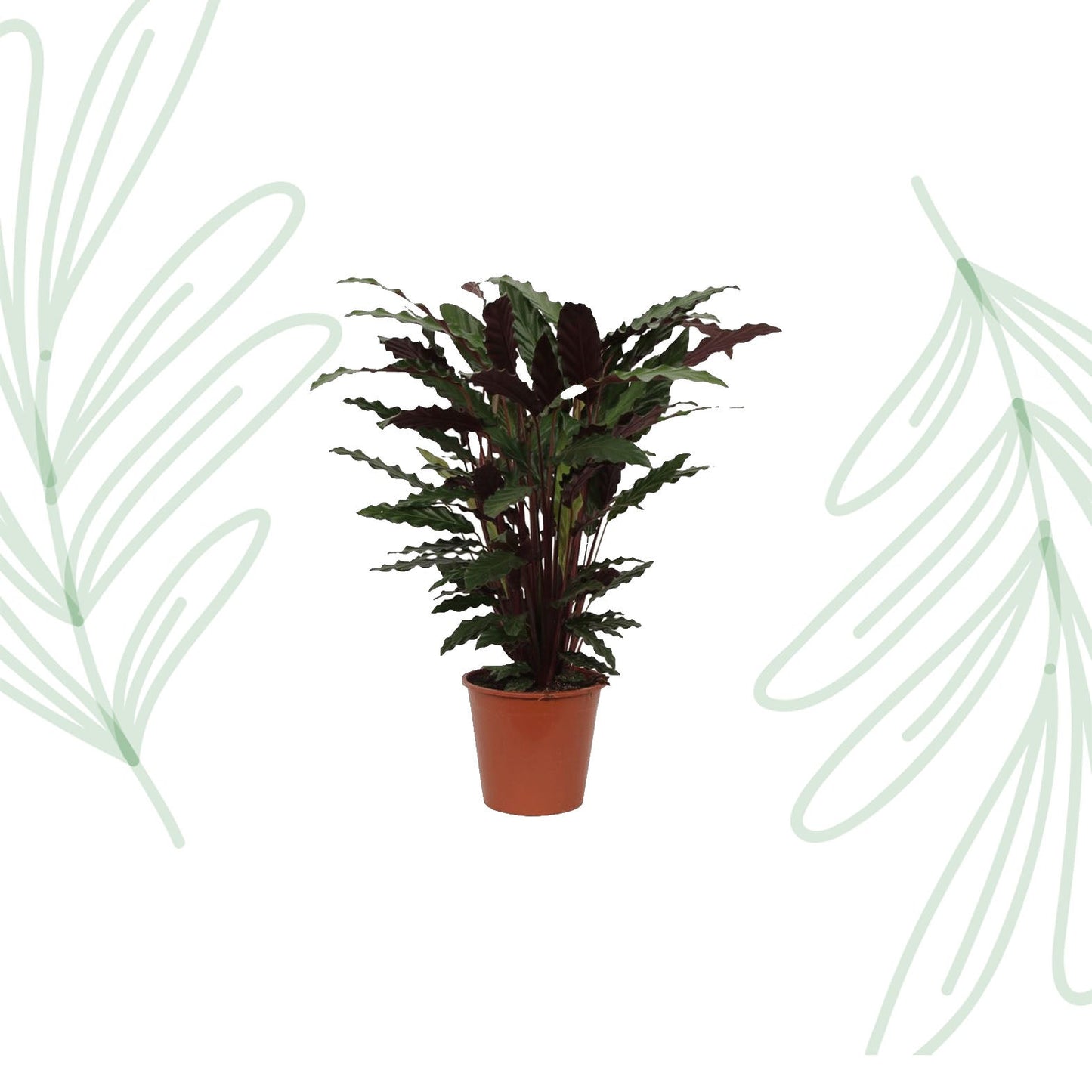 Calathea Wavestar - 80 cm - Forestbloom