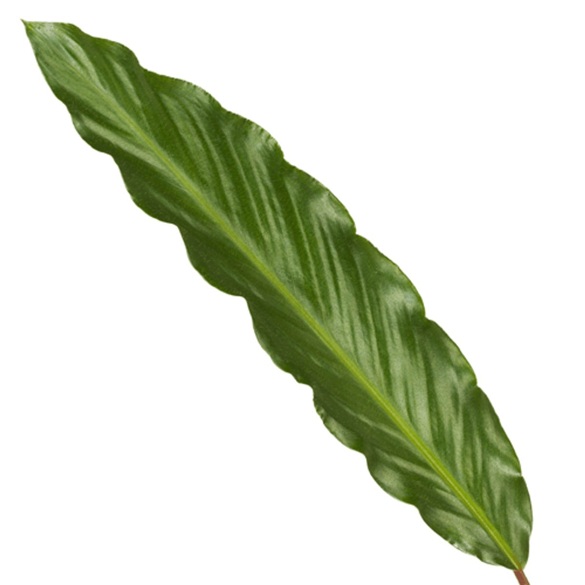 Calathea Wavestar - 80 cm - Forestbloom