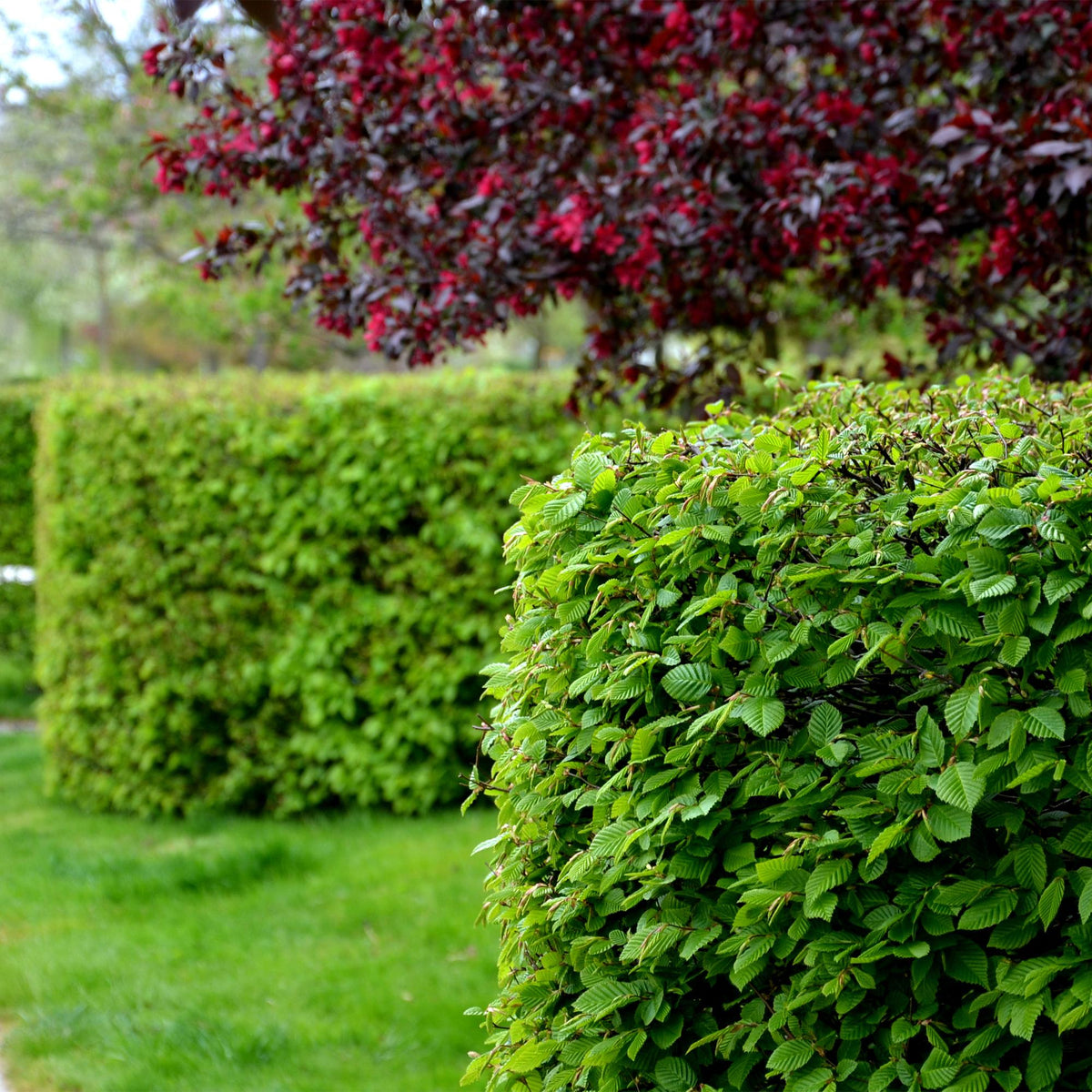 Carpinus betulus - 6 planten - 1 strekkende meter - Forestbloom