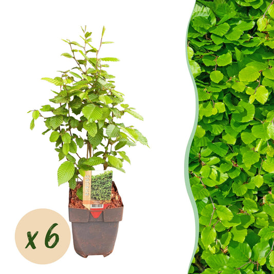 Carpinus betulus - 6 planten - 1 strekkende meter - Forestbloom