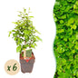 Carpinus betulus - 6 planten - 1 strekkende meter - Forestbloom