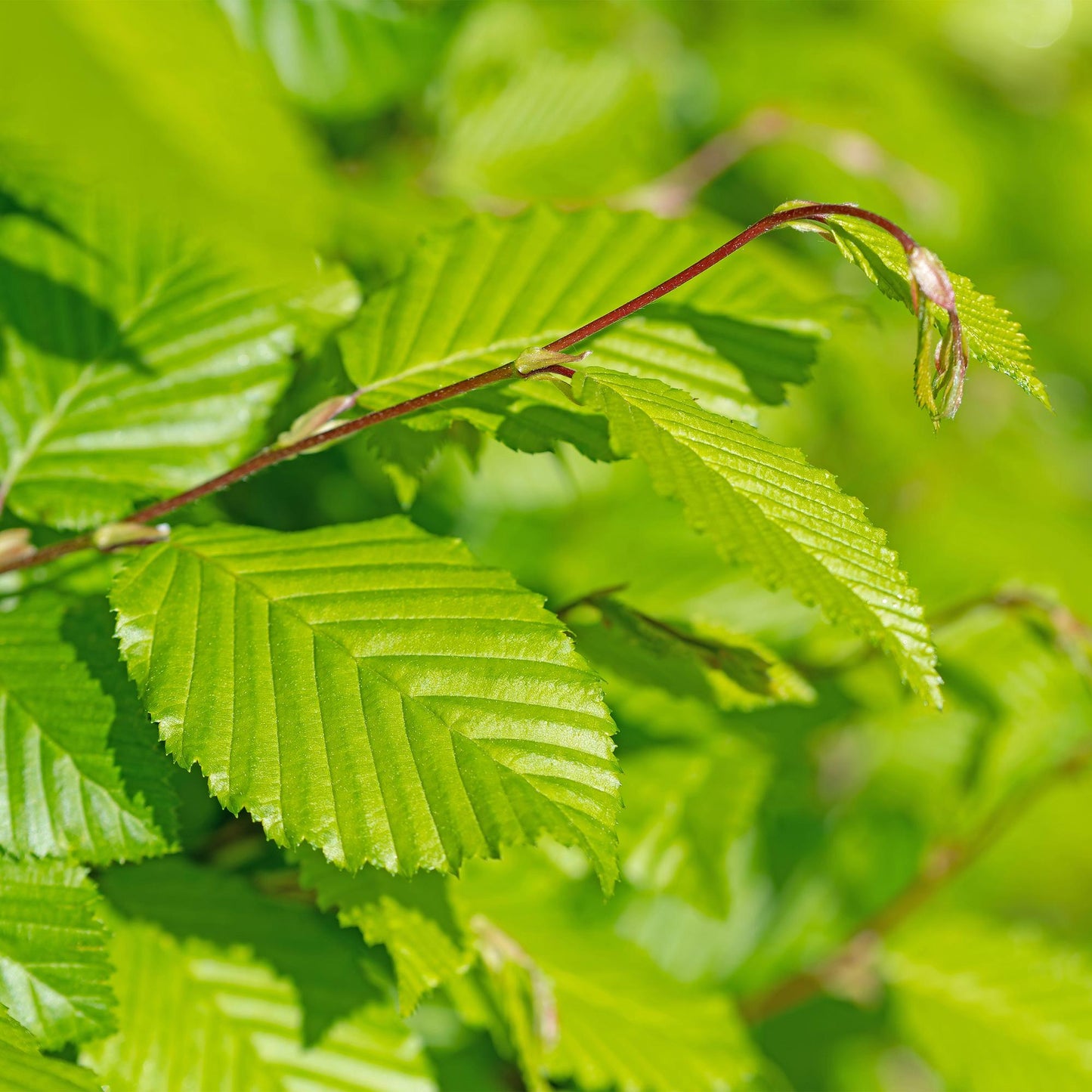 Carpinus betulus - 6 planten - 1 strekkende meter - Forestbloom