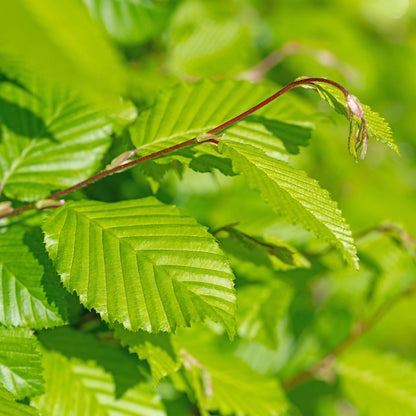 Carpinus betulus - 6 planten - 1 strekkende meter - Forestbloom