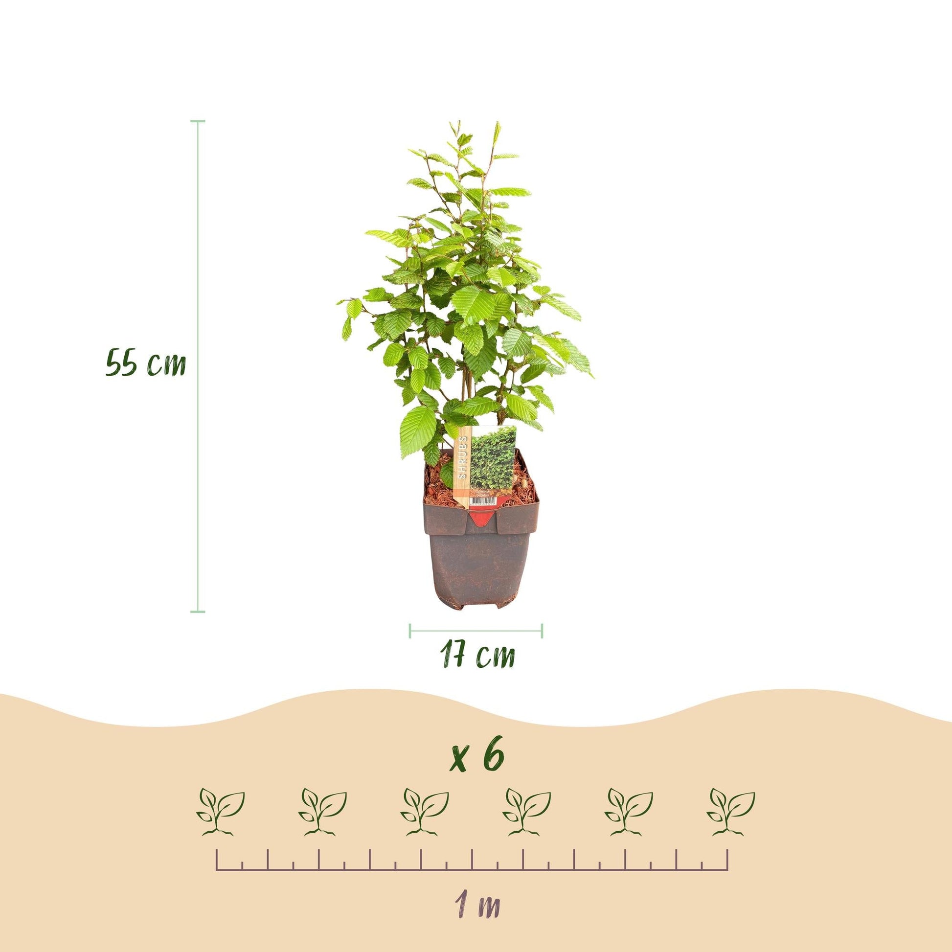 Carpinus betulus - 6 planten - 1 strekkende meter - Forestbloom