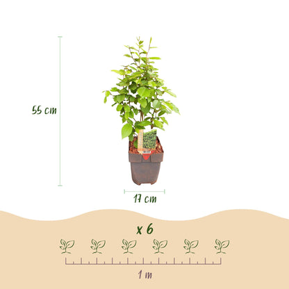 Carpinus betulus - 6 planten - 1 strekkende meter - Forestbloom