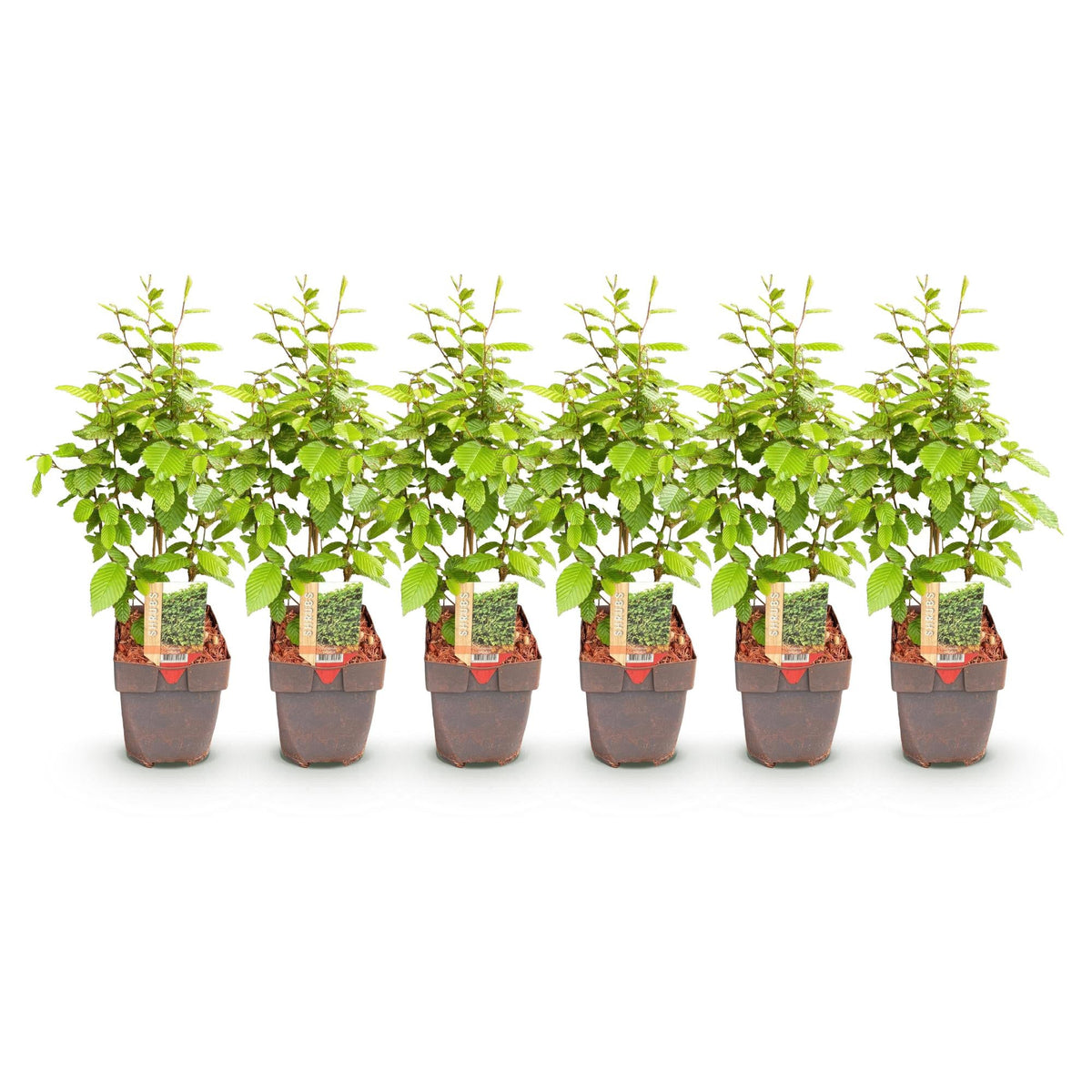 Carpinus betulus - 6 planten - 1 strekkende meter - Forestbloom