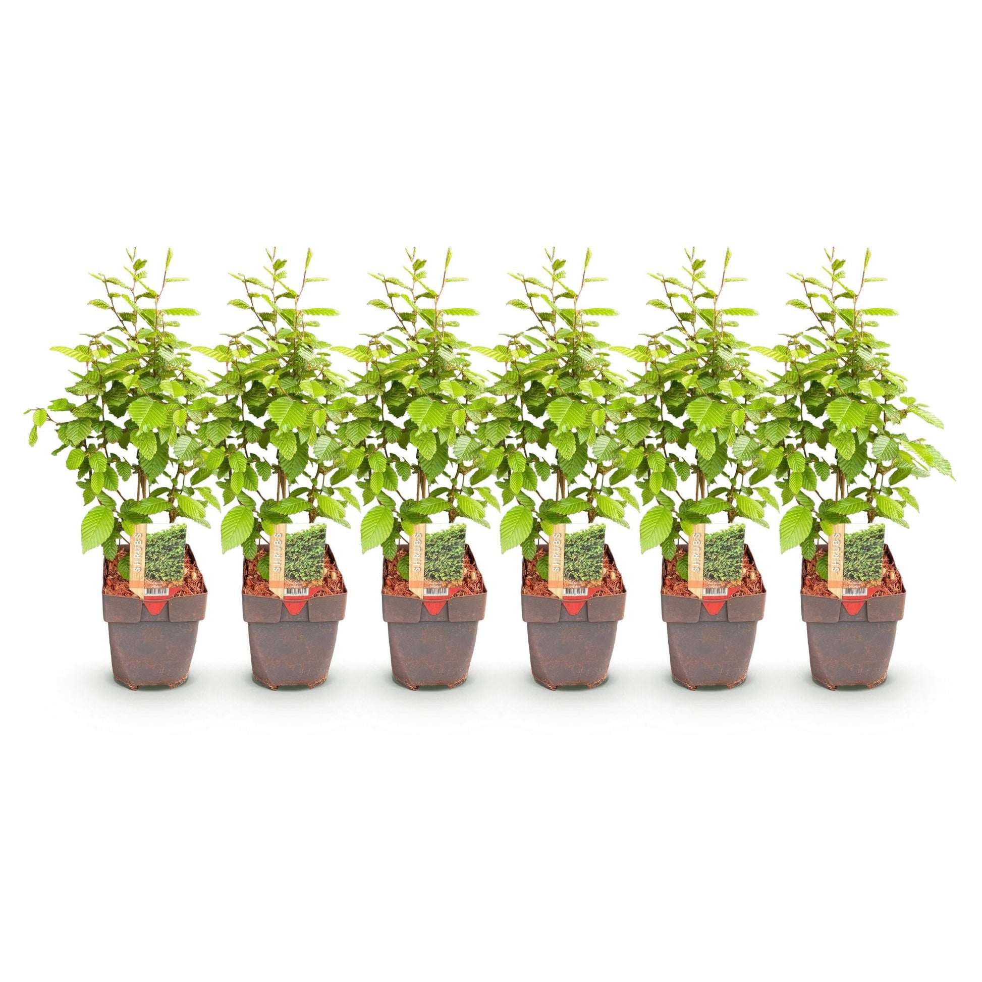 Carpinus betulus - 6 planten - 1 strekkende meter - Forestbloom