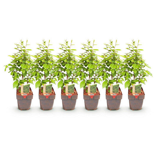 Carpinus betulus - 6 planten - 1 strekkende meter - Forestbloom