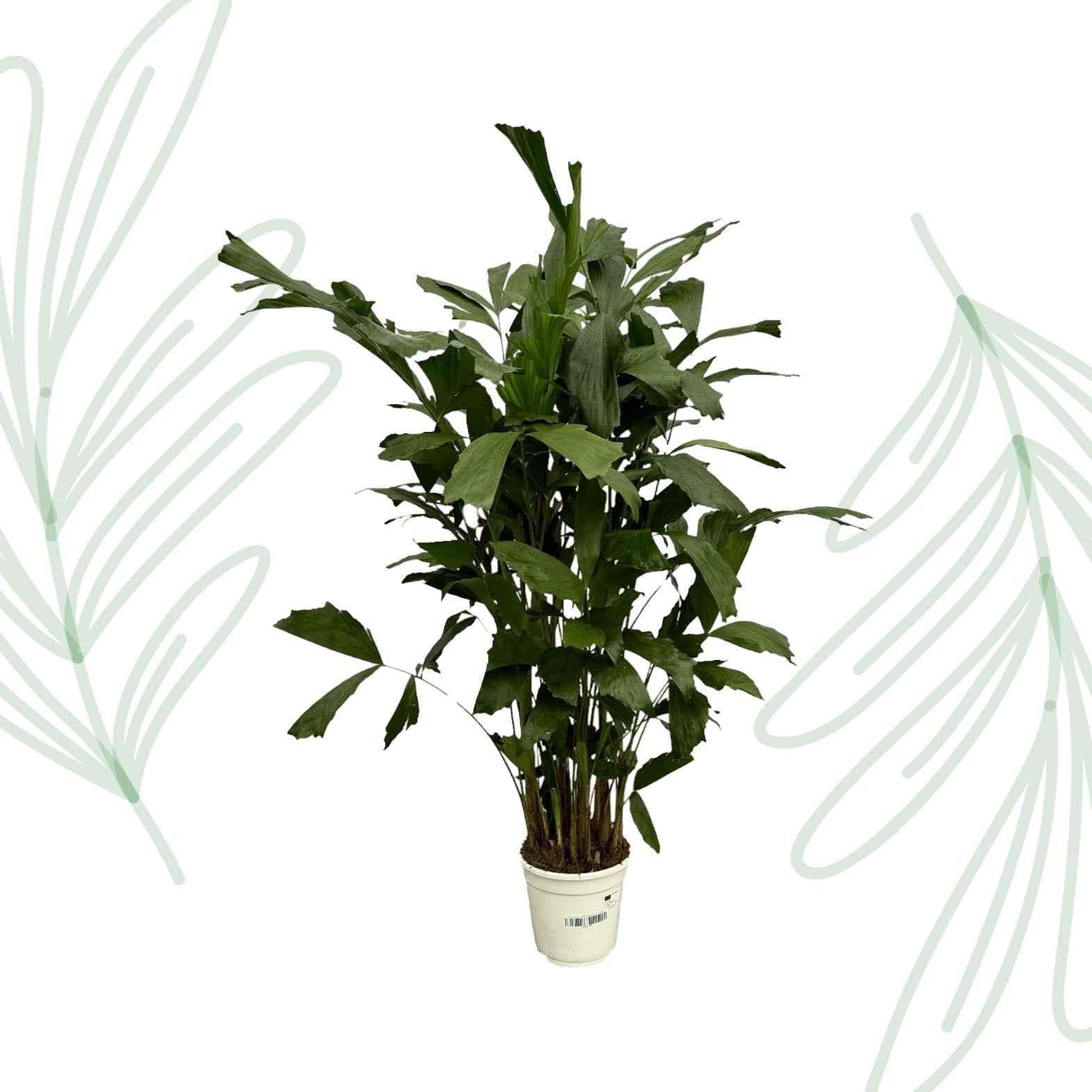 Caryota Mitis - 130 cm - Forestbloom