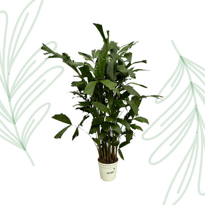 Caryota Mitis - 130 cm - Forestbloom