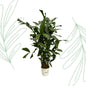 Caryota Mitis - 130 cm - Forestbloom