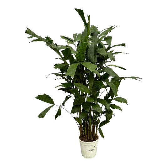 Caryota Mitis - 130 cm - Forestbloom