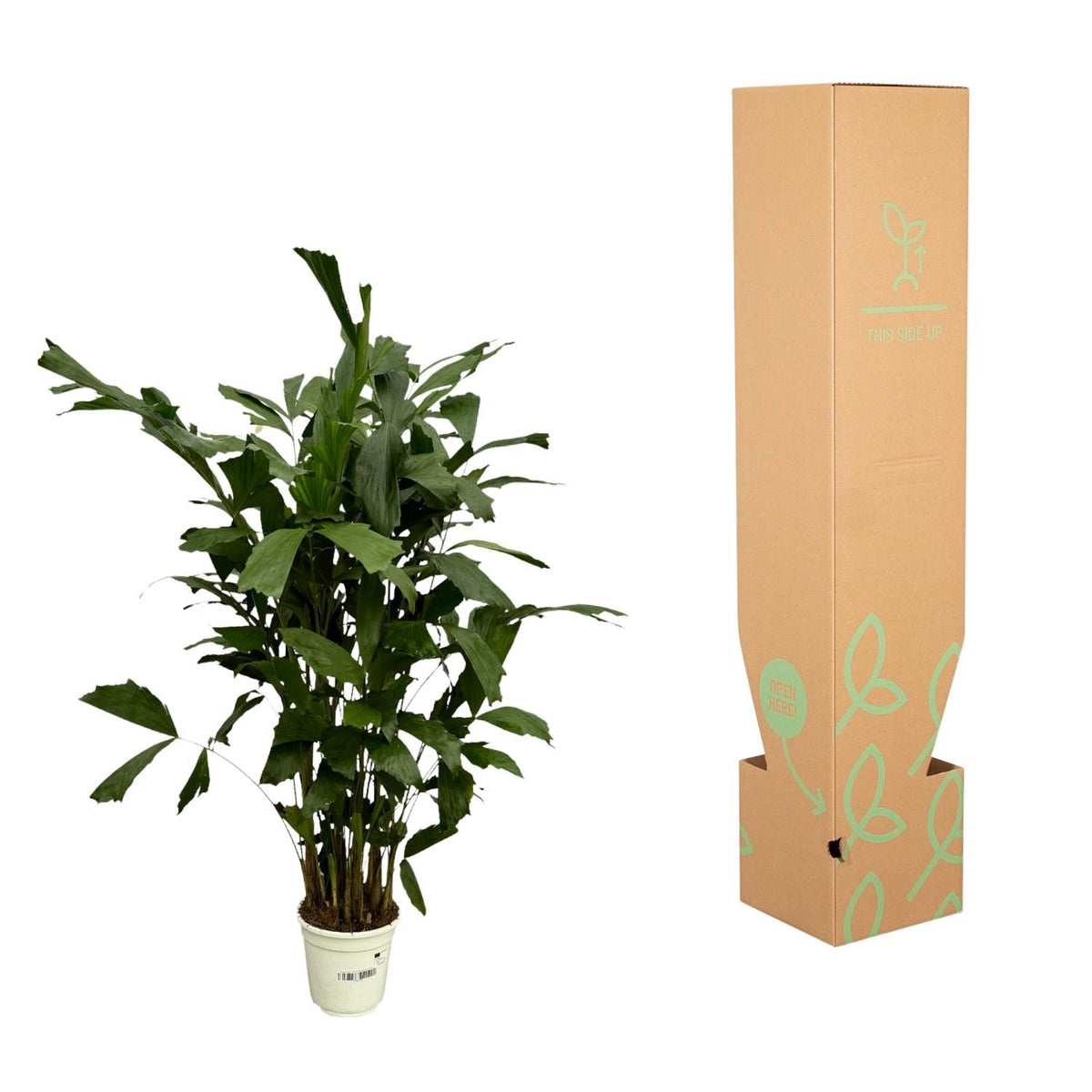 Caryota Mitis - 130 cm - Forestbloom