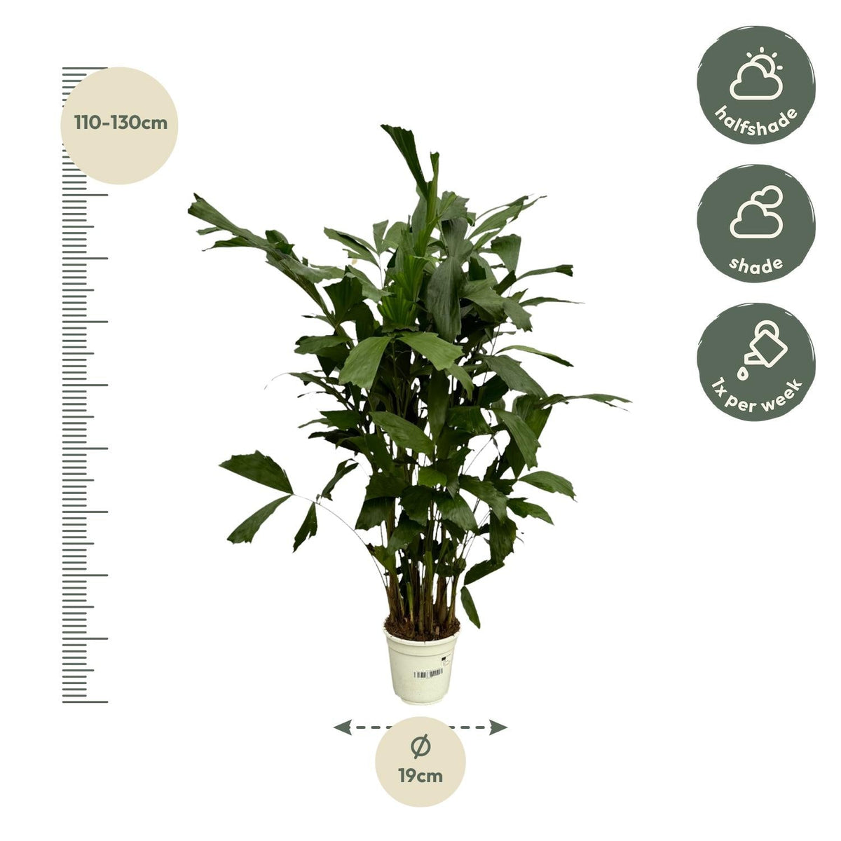 Caryota Mitis - 130 cm - Forestbloom