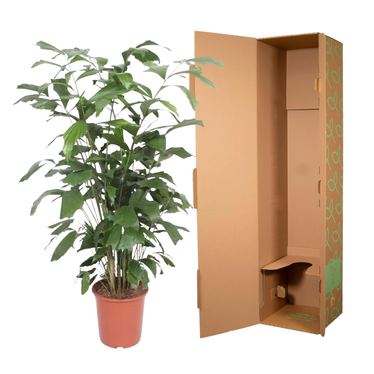 Caryota Mitis - 140 cm - Forestbloom
