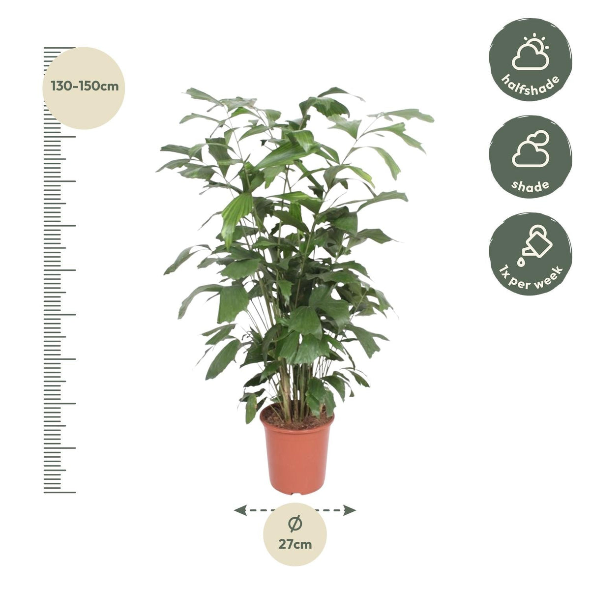 Caryota Mitis - 140 cm - Forestbloom