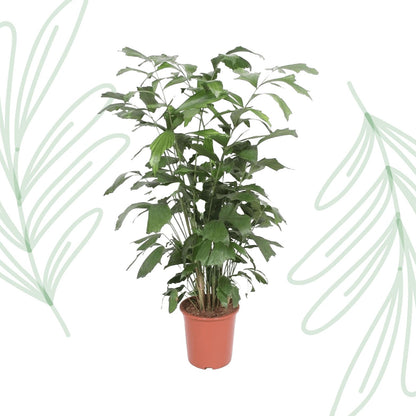 Caryota Mitis - 140 cm - Forestbloom