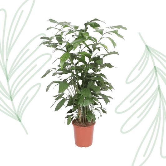 Caryota Mitis - 140 cm - Forestbloom