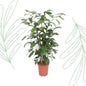 Caryota Mitis - 140 cm - Forestbloom
