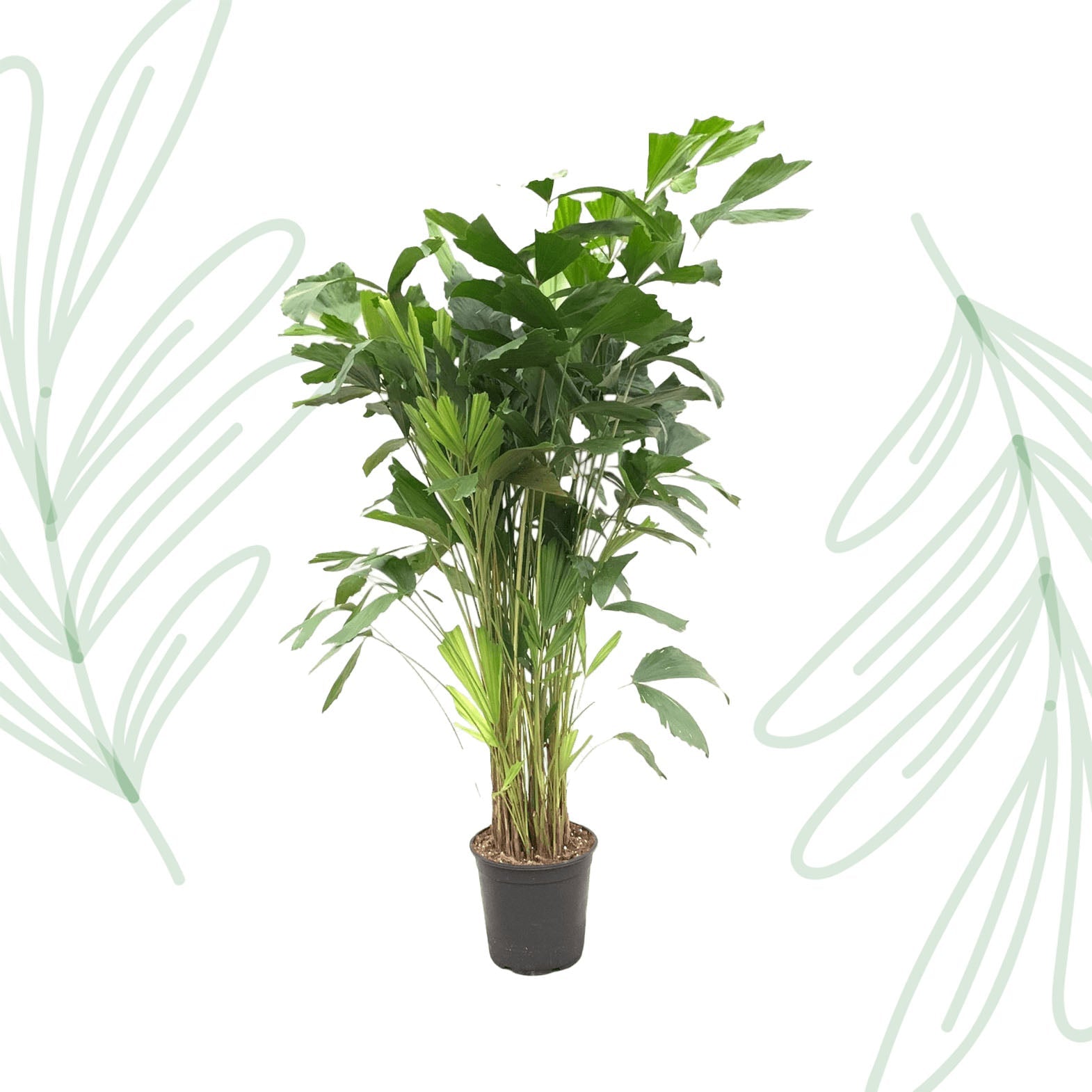 Caryota Mitis - 160 cm - Forestbloom