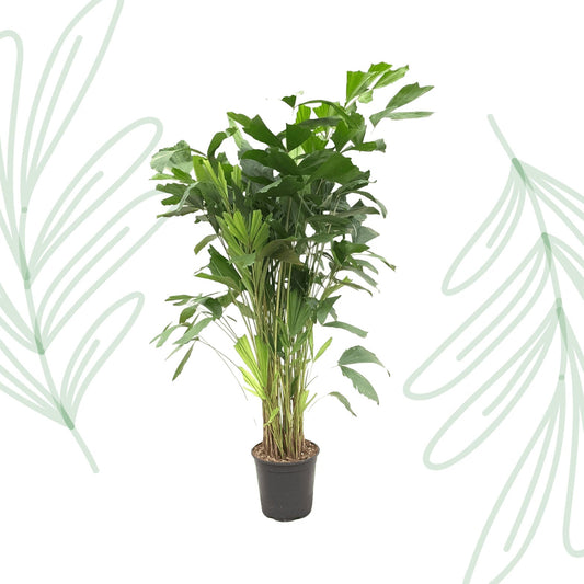 Caryota Mitis - 160 cm - Forestbloom
