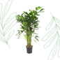Caryota Mitis - 160 cm - Forestbloom