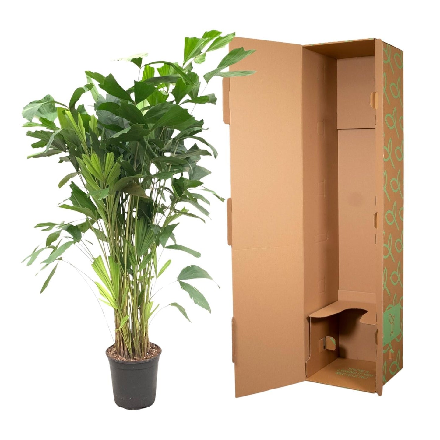 Caryota Mitis - 160 cm - Forestbloom