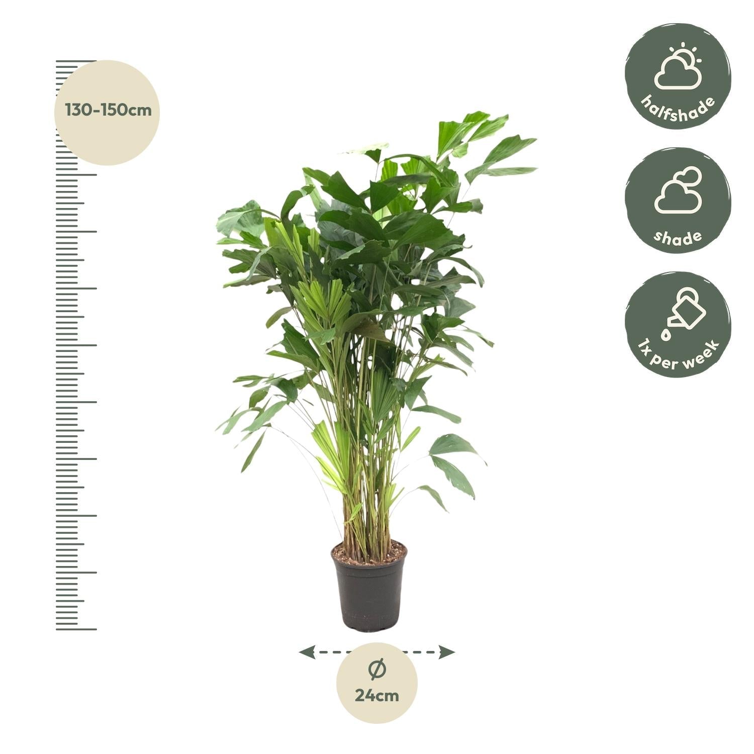 Caryota Mitis - 160 cm - Forestbloom