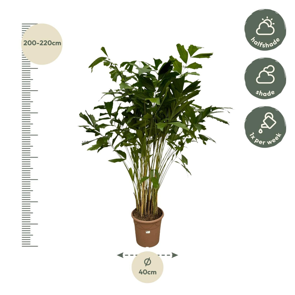 Caryota Mitis - 250 cm - Forestbloom