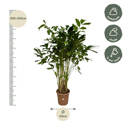 Caryota Mitis - 250 cm - Forestbloom
